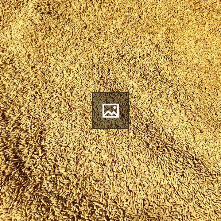 Close-up of Rice Grains