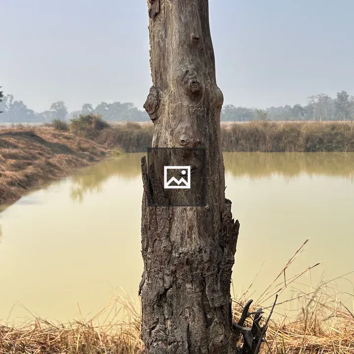 Altar at Tree Roots