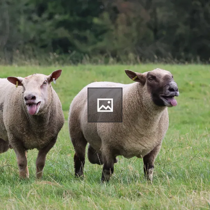 Two Rams in a Field