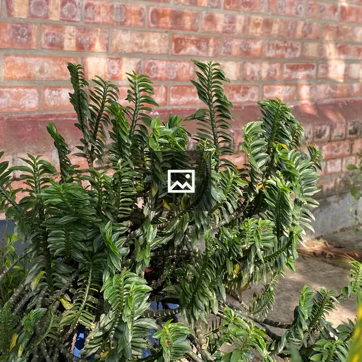 Lush green plant in blue pot
