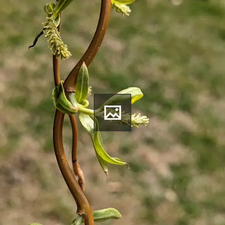 Willow Buds Portrait