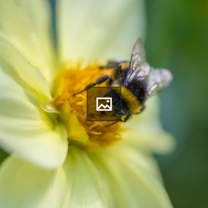Bee on Flower Head