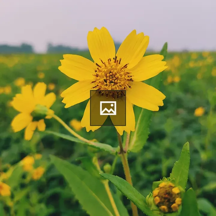 Mustard flowers in green field