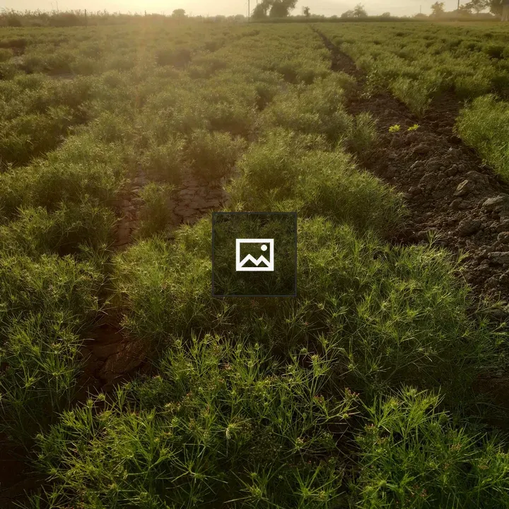 Green field at sunset