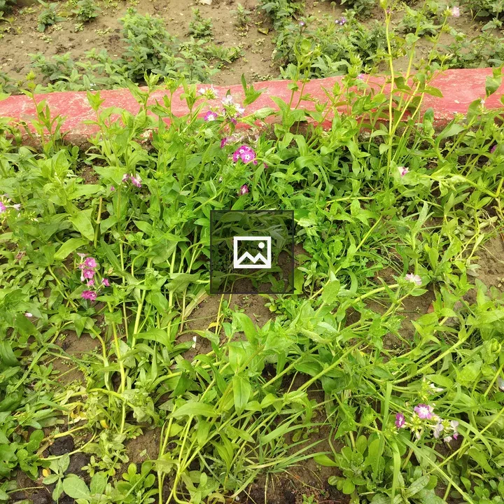 Plants Lying On the Ground
