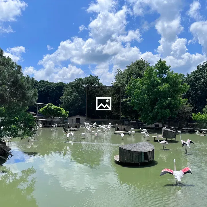 Flamingos Frolicking at Lakeside