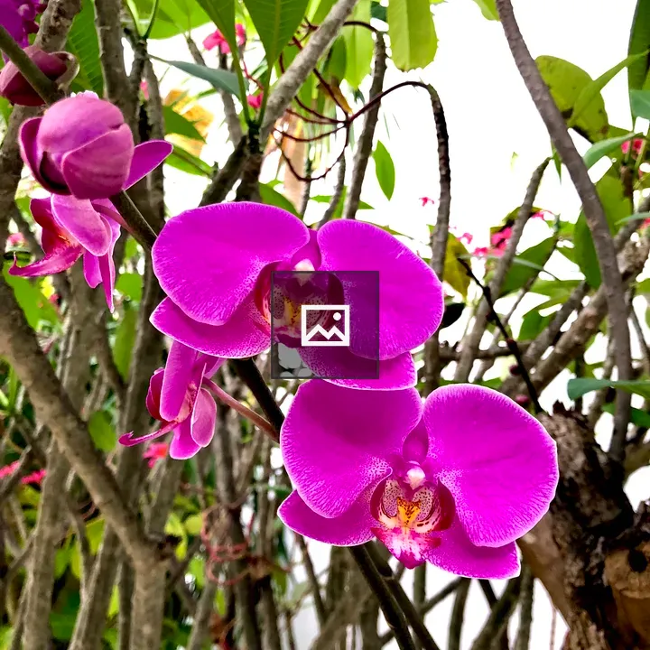 Blooming Orchid