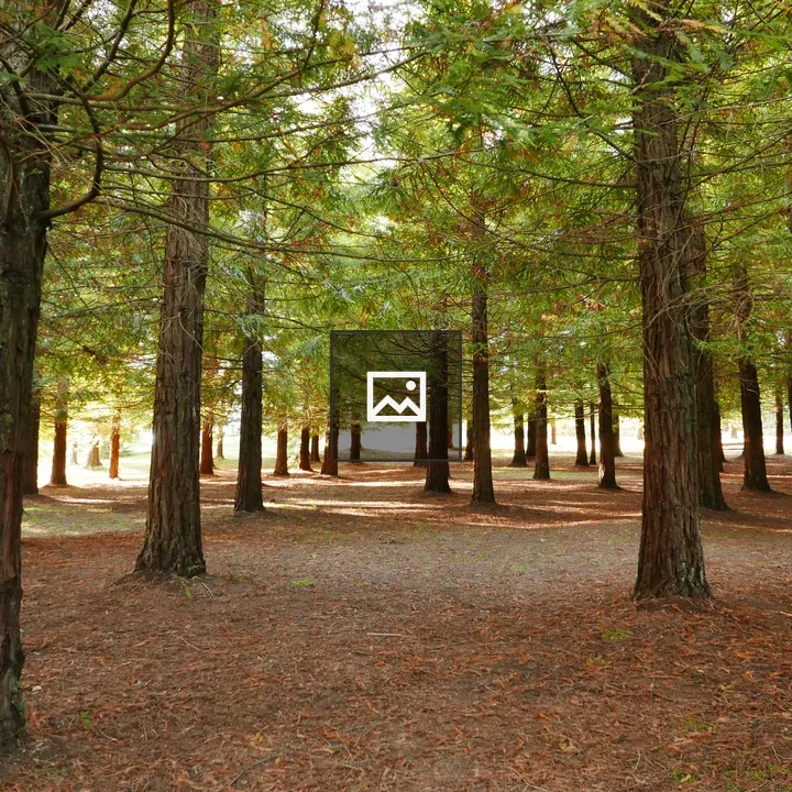 Forest of Sequoia Trees