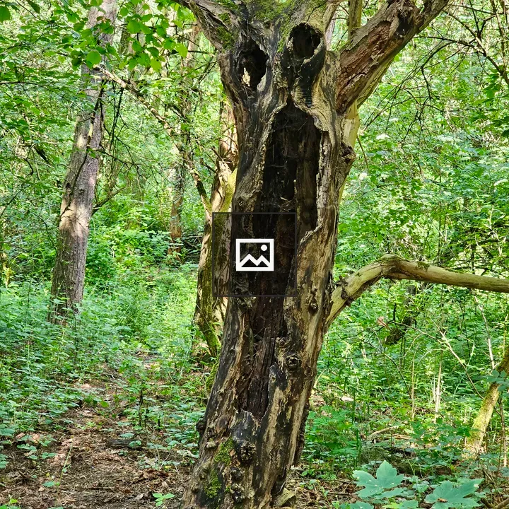 Face-like hollow tree in forest