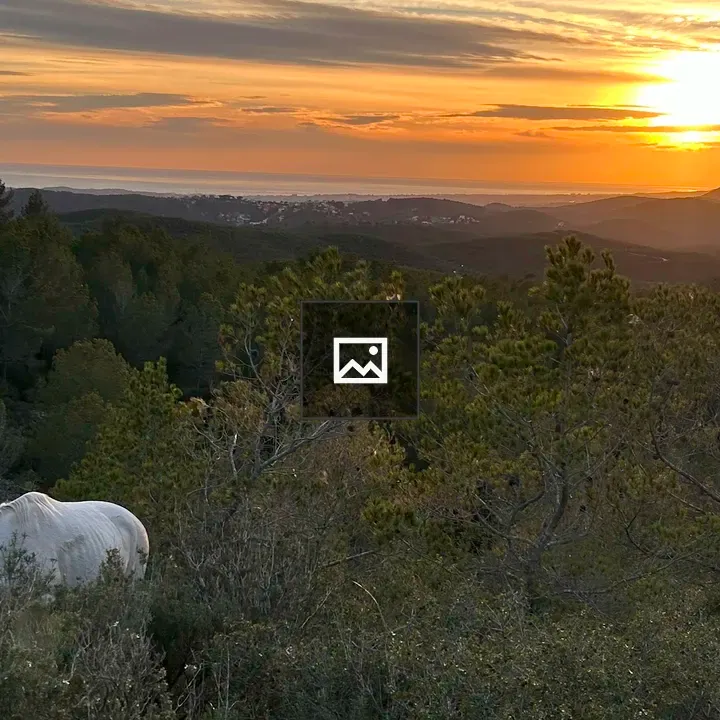 Sunset with white horse