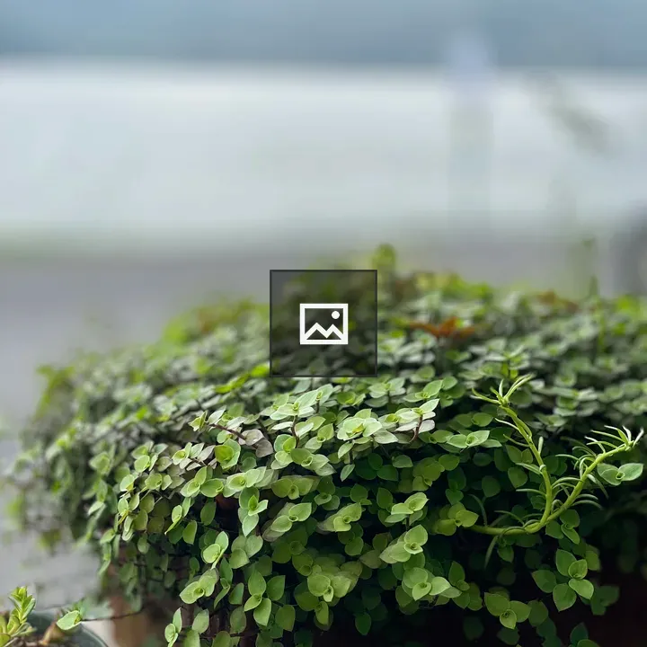 Green Potted Plant with Cascading Leaves