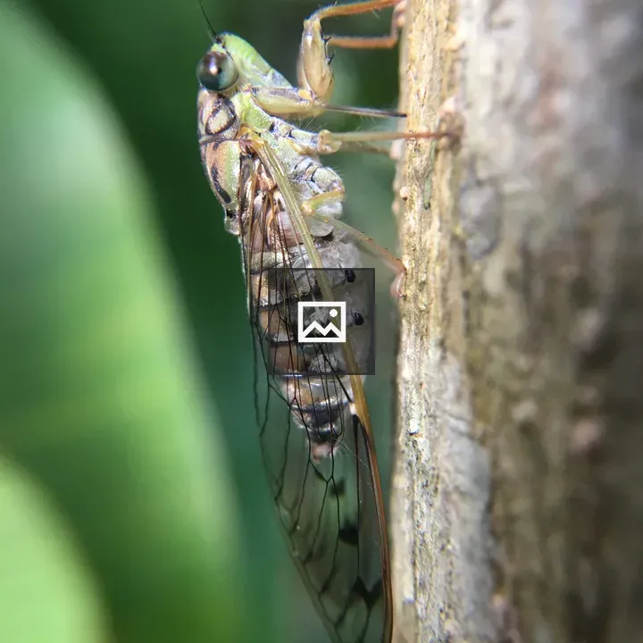 Cicada on Tree Bark