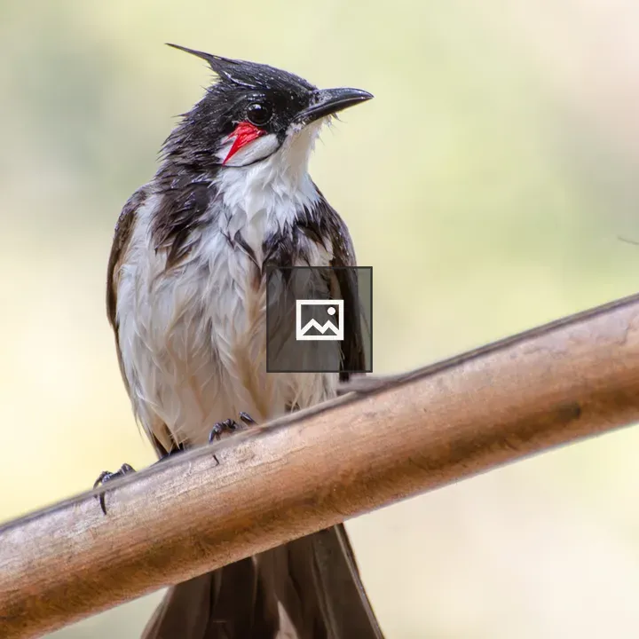 Red-whiskered bulbul close-up