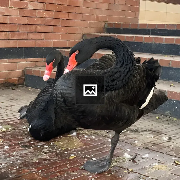 Two black swans by steps