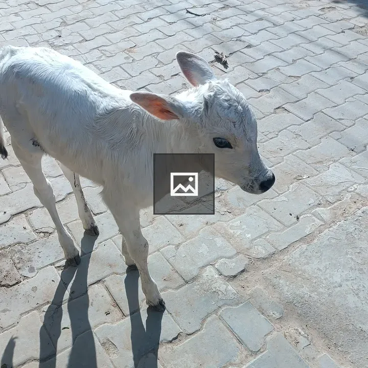 Newborn white cow calf