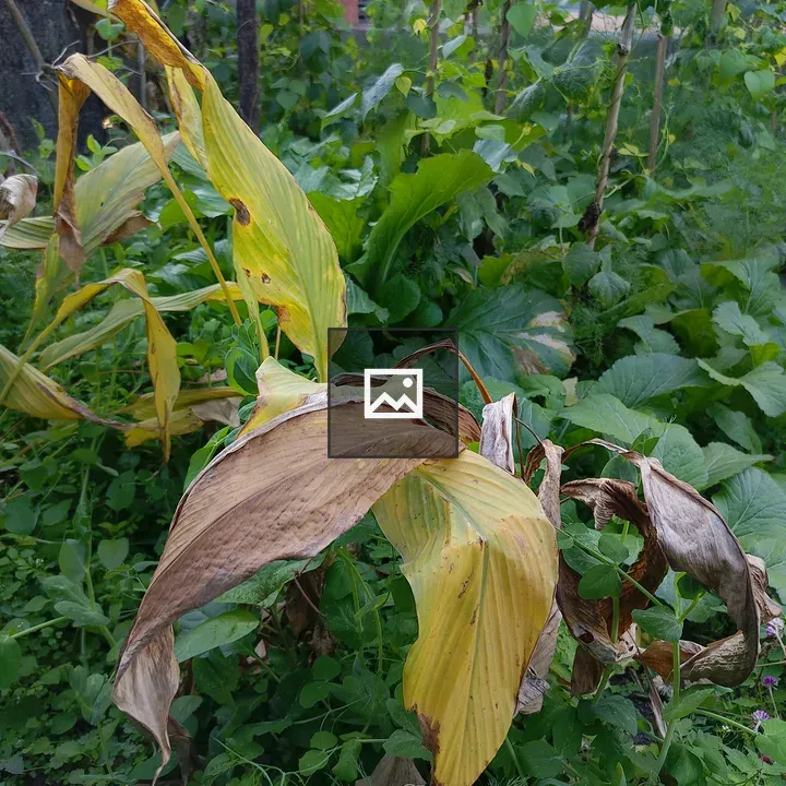 Dying leaves in forest