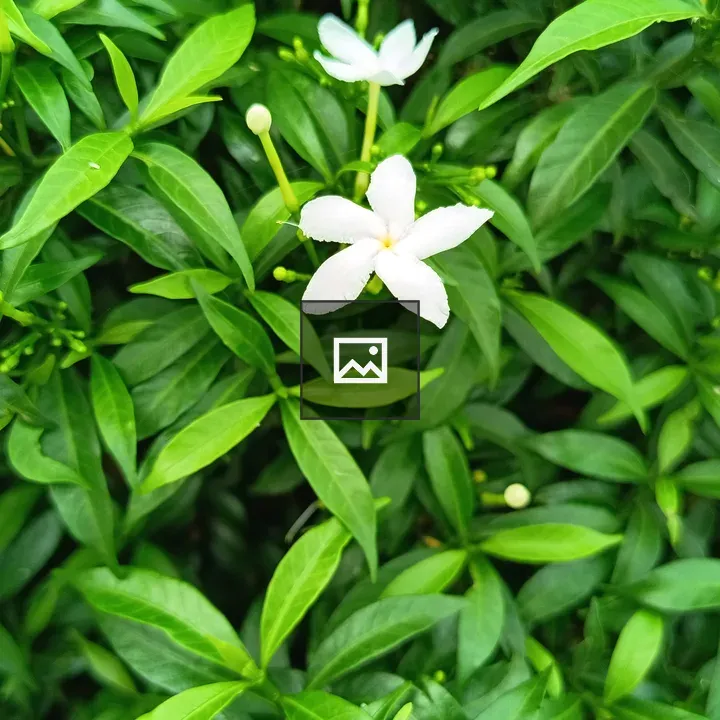 White cape jasmine flowers