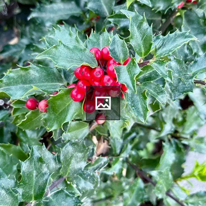 Holly Leaves with Red Berries