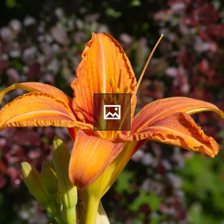 Orange daylily flower portrait