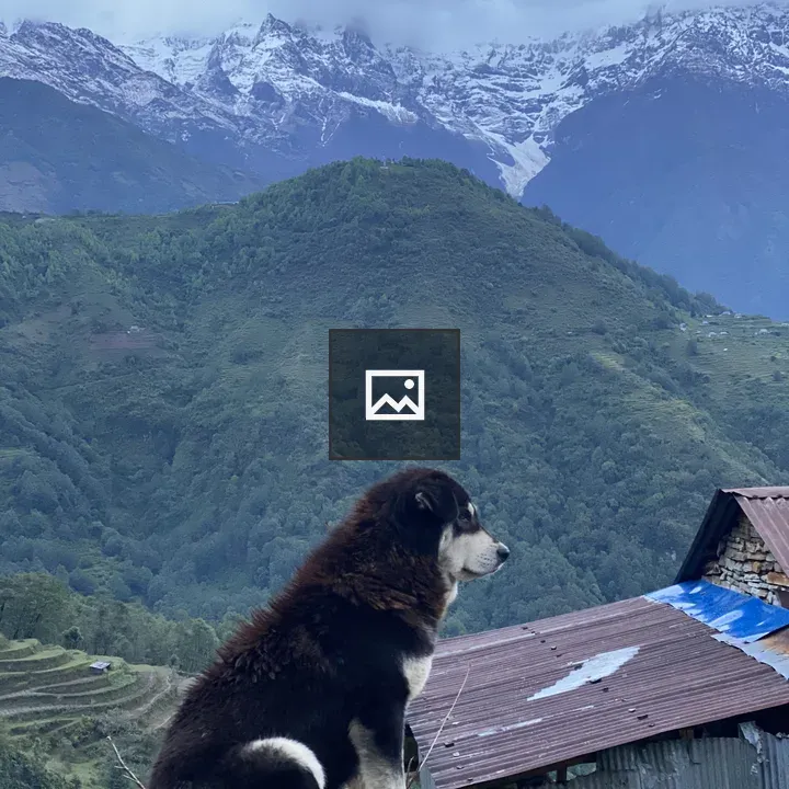Dog guarding his area