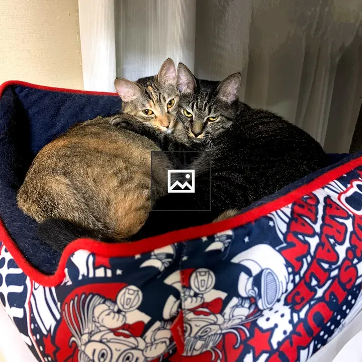 Two cats cuddled in bed