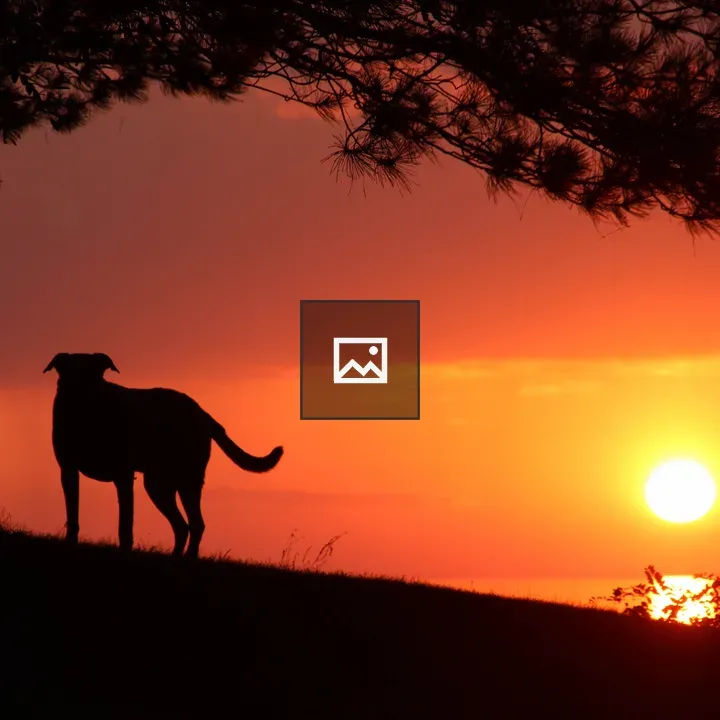 Dog by Tree at Sunset