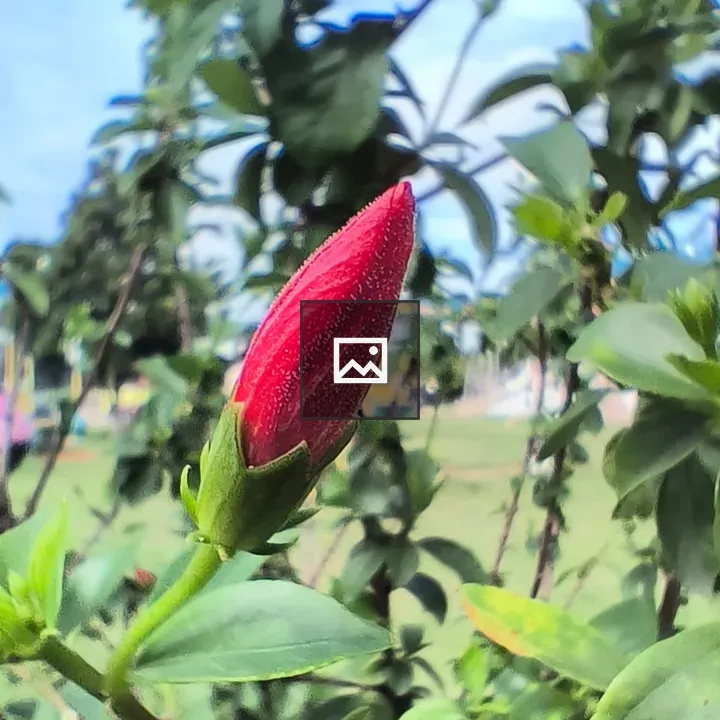 Red Hibiscus Bud in Green Foliage