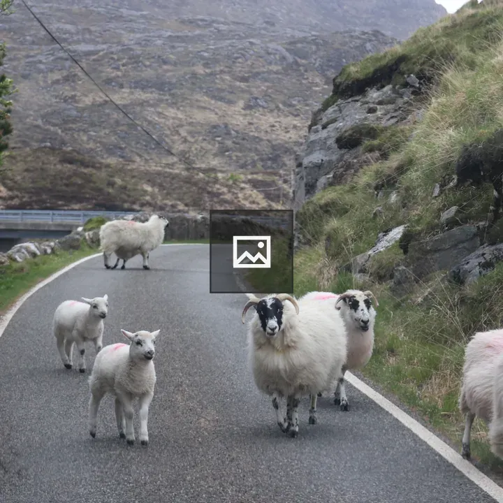 Sheep Blocking the Road