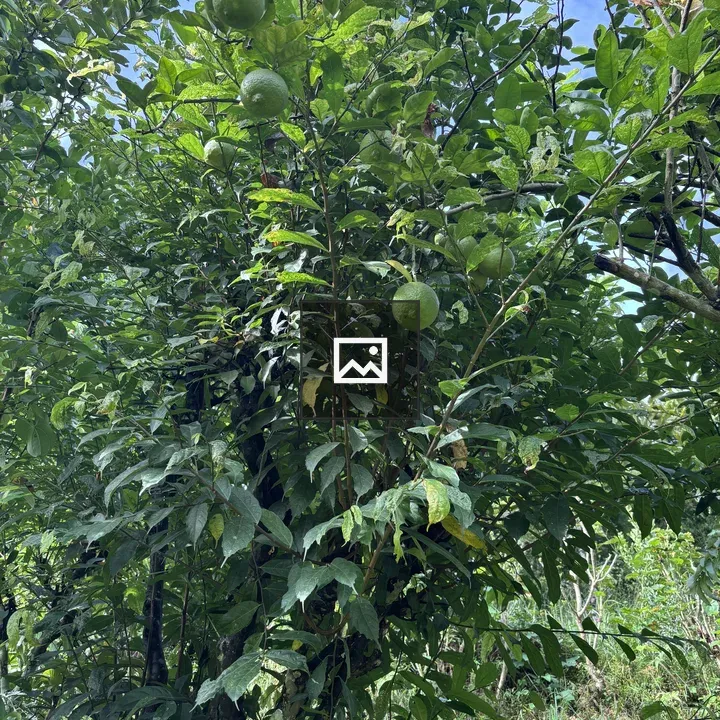 Green fruit on leafy tree