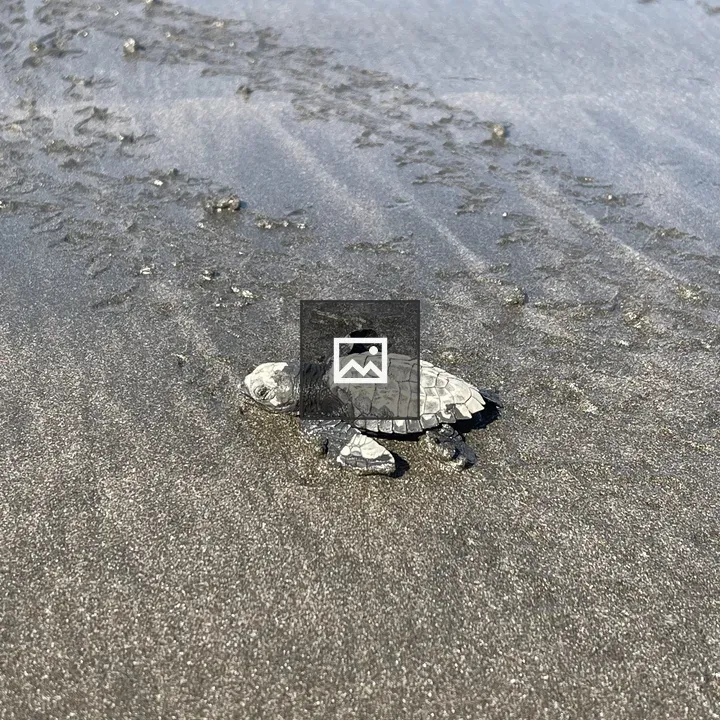 Newborn turtle on the beach