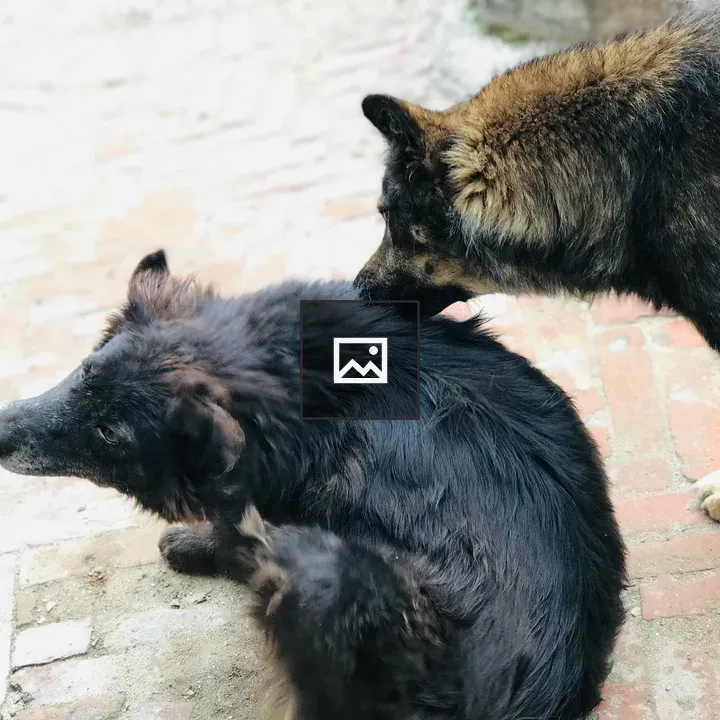 Two Dogs on Brick Floor