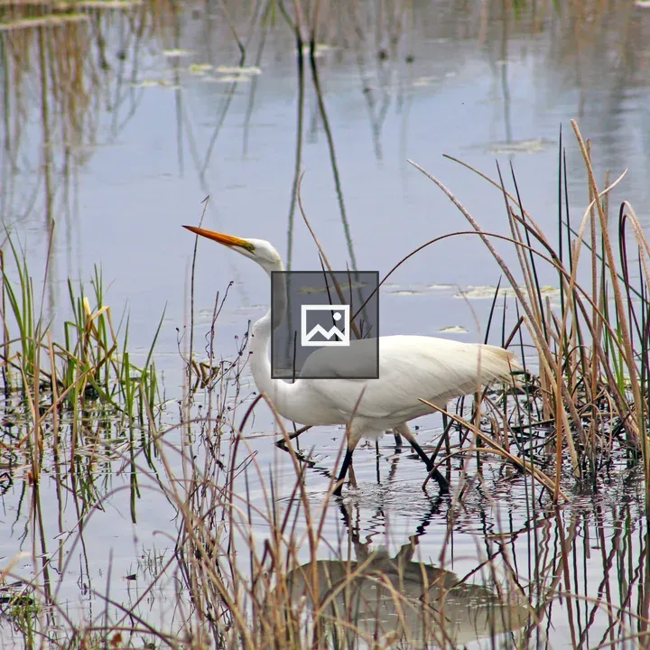 Great Snowy Egret Fishing