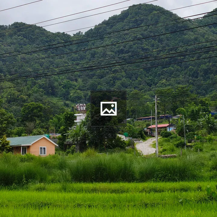 Rice field landscape with orange house