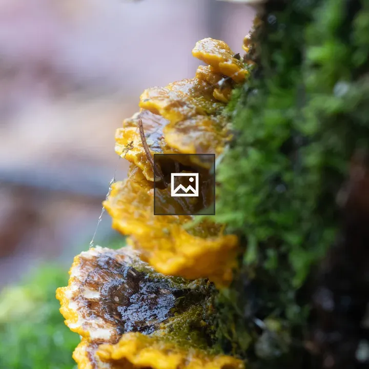 Yellow lichen on tree moss