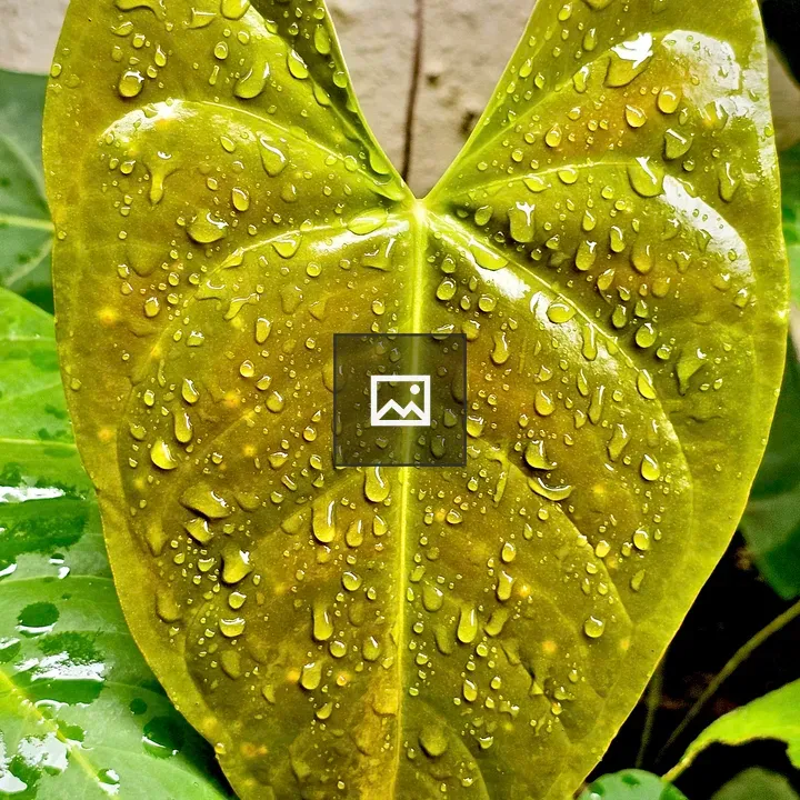 Anthurium Leaf After Rain