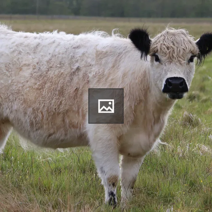 Galloway cow in a green field