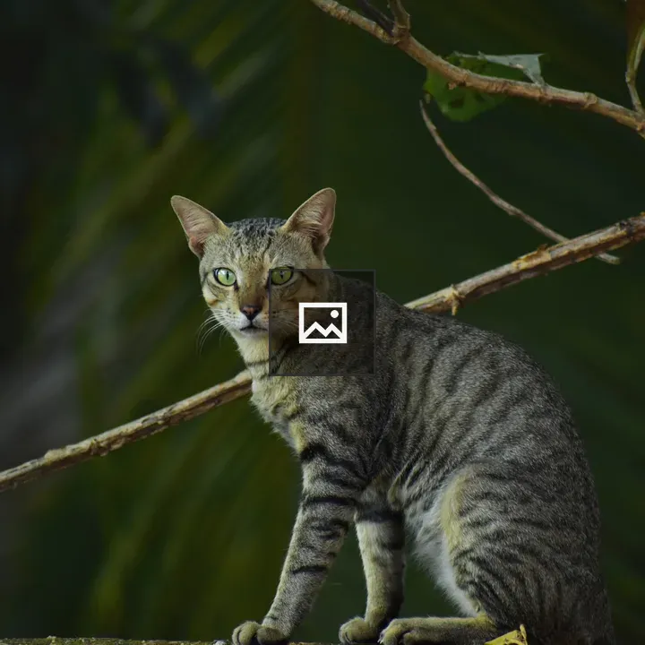 Cat sitting on a wall