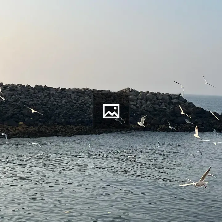 Gulls over the sea and rocks