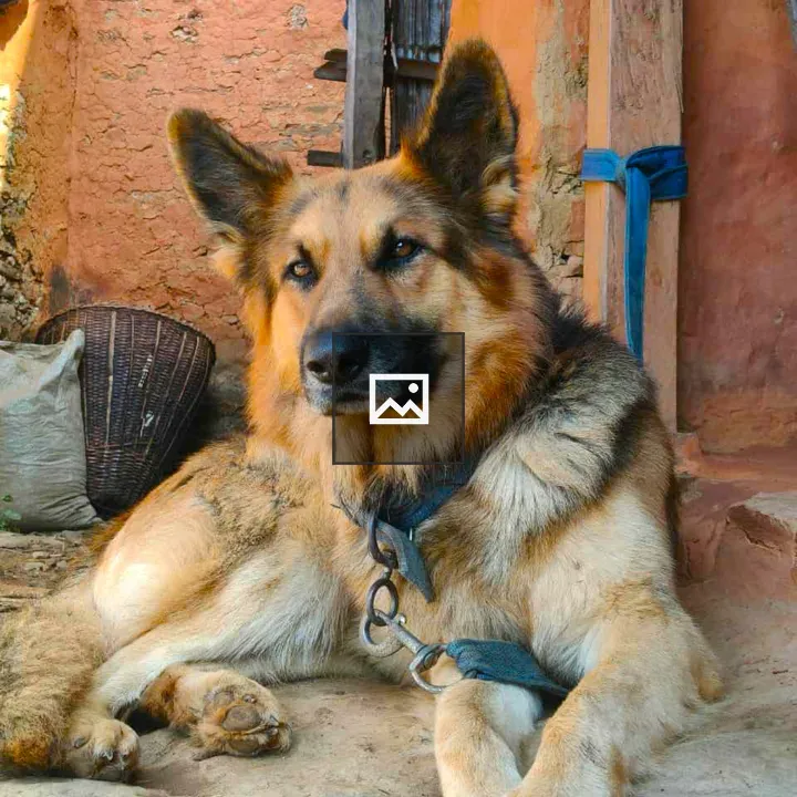 Dog lying on ground, relaxed