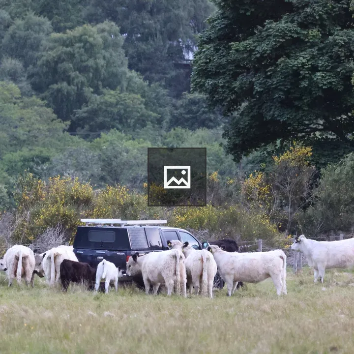 White Galloway cattle herd