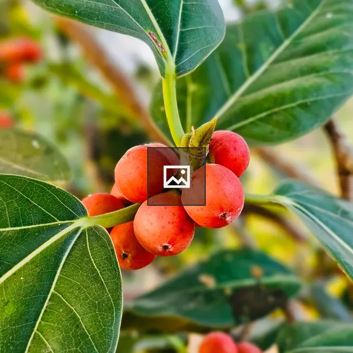Close up of Ficus benghalensis berries