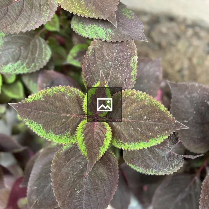 Close-up Plant with Green and Purple Leaves