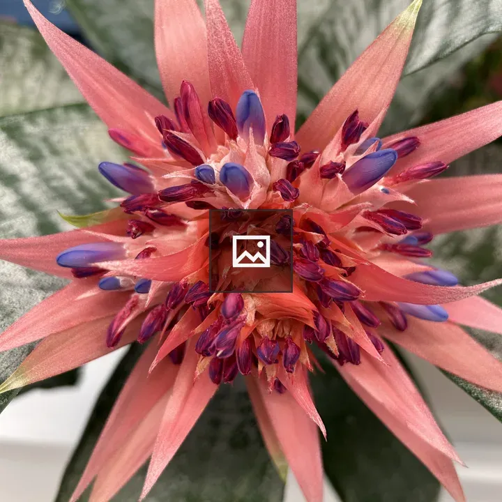 Spiky pink urn plant flower