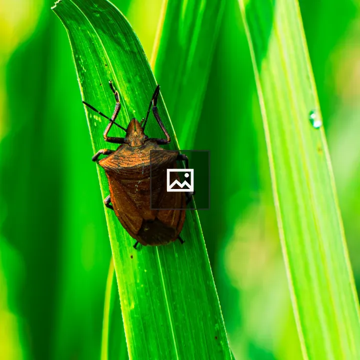 Brown shield-shaped insect