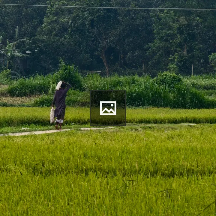 Person walking on dirt path through rice field