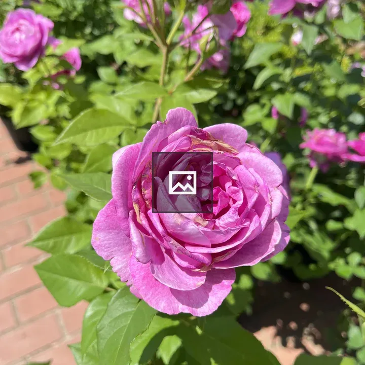 Pink rose in bloom