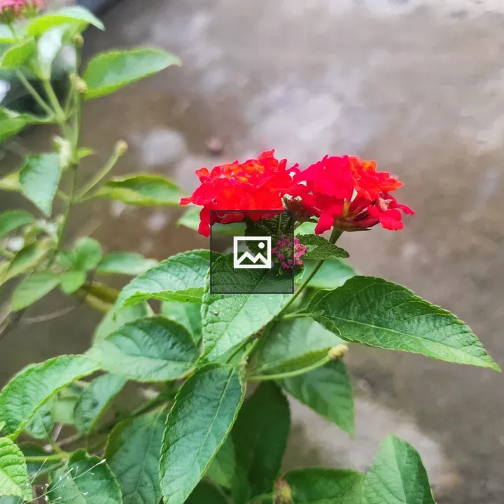 Red flower sways in breeze