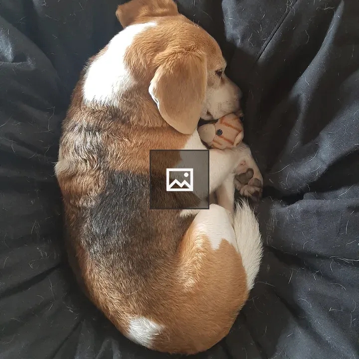 Beagle on Cushion with Plush Kitten