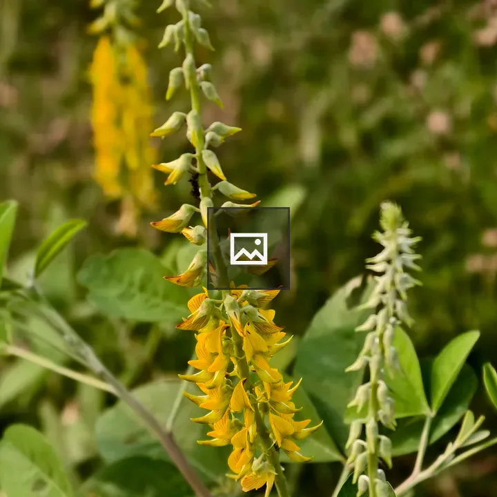 Tall yellow flower spikes
