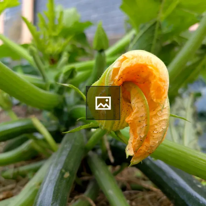 Squash Blossom Close-Up